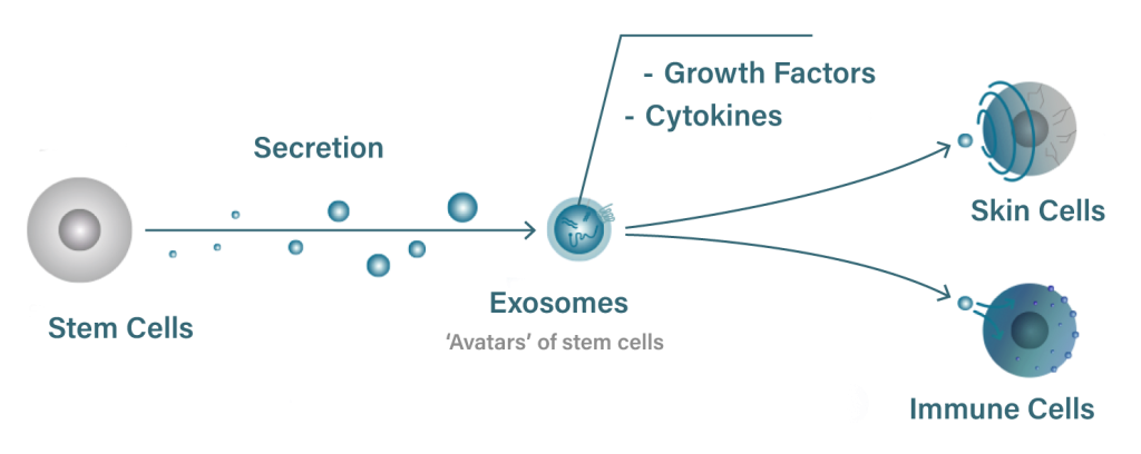 Belo ASCE+ Exosomes